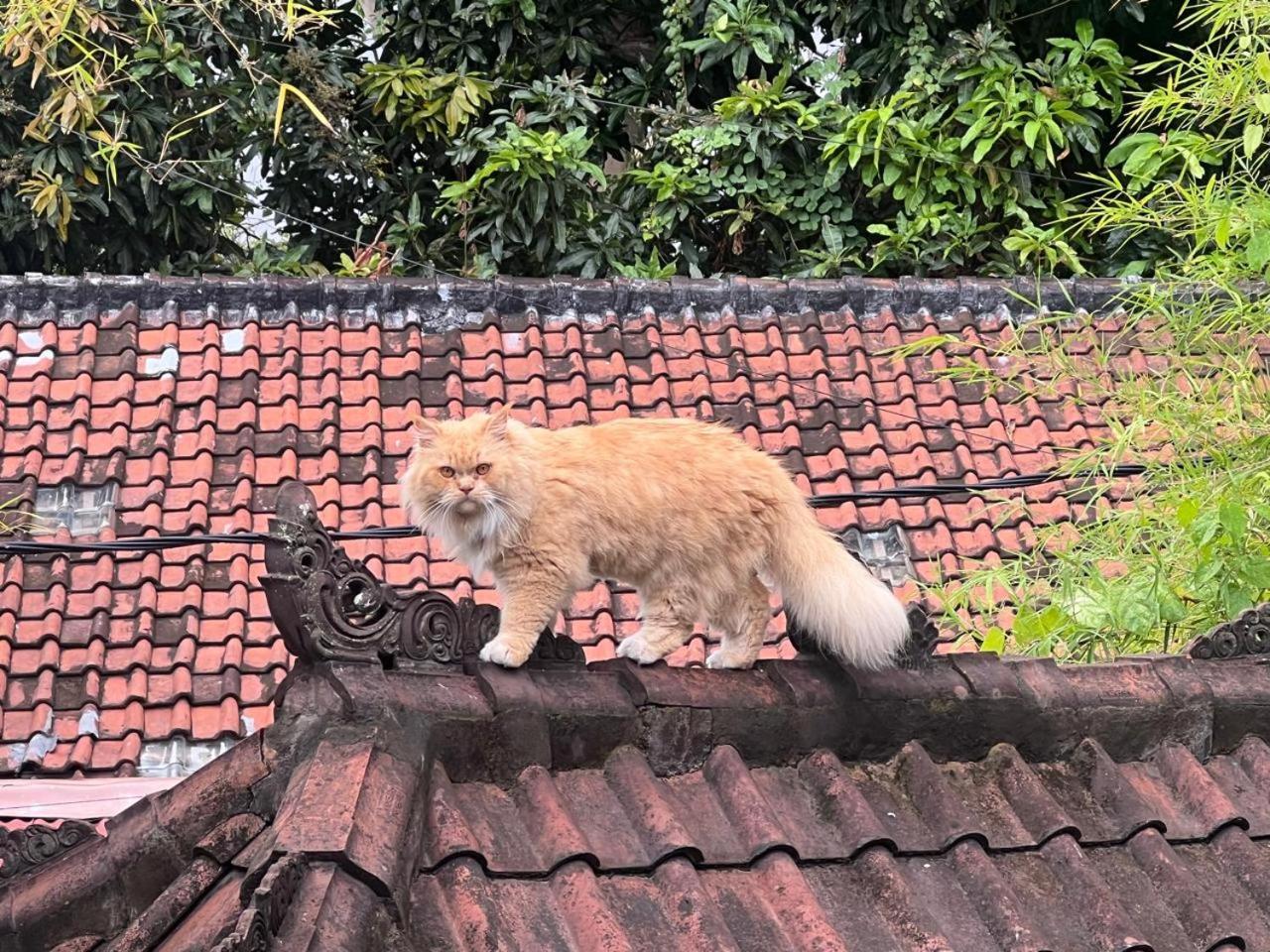 Shalana Homestay- Formerly Teka Teki House スミニャック エクステリア 写真