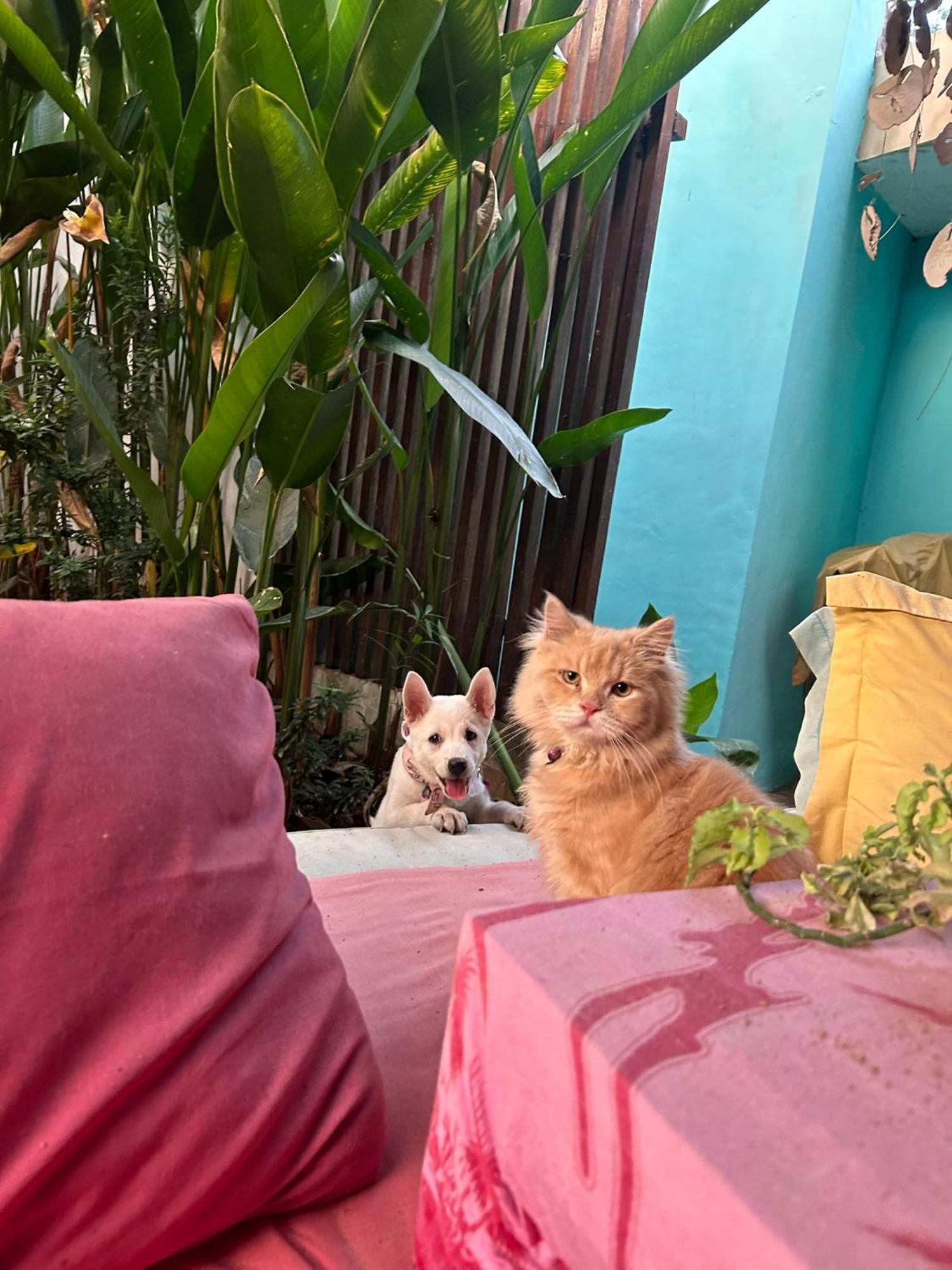 Shalana Homestay- Formerly Teka Teki House スミニャック エクステリア 写真