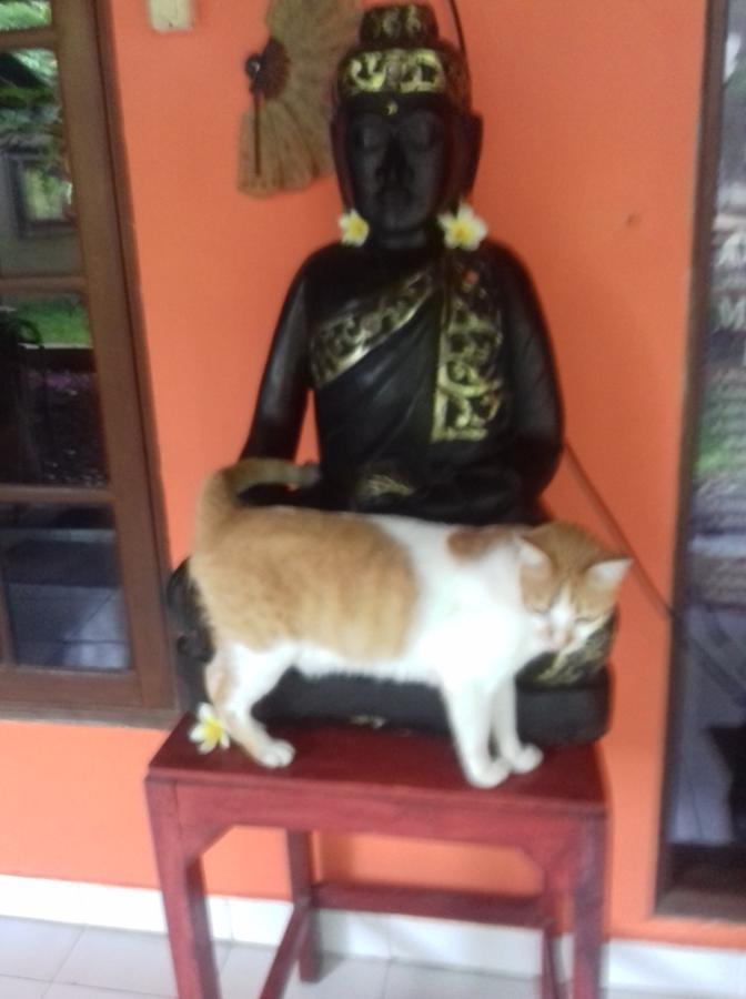 Shalana Homestay- Formerly Teka Teki House スミニャック エクステリア 写真
