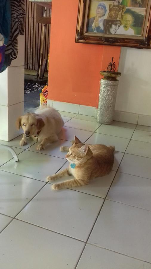 Shalana Homestay- Formerly Teka Teki House スミニャック エクステリア 写真